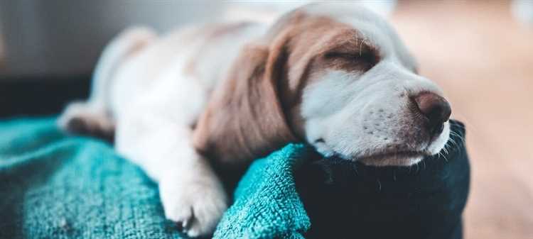 Hvordan trener du hunden din til å sove hele natten