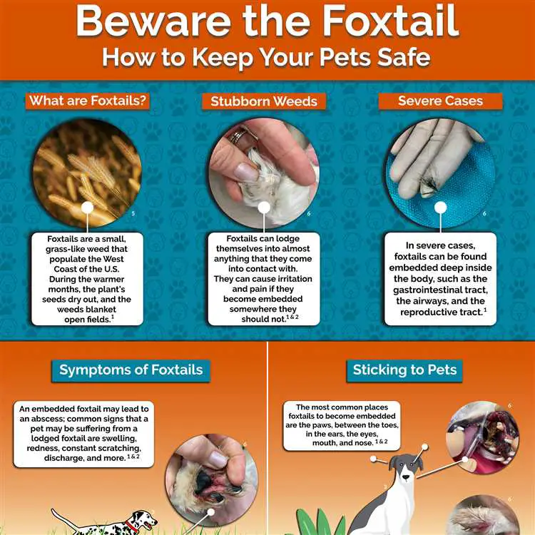 How do you treat foxtails in dogs