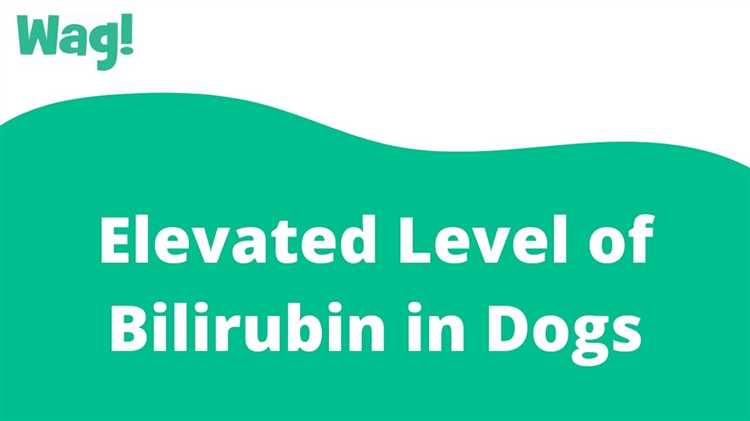 how-to-treat-high-bilirubin-in-dogs