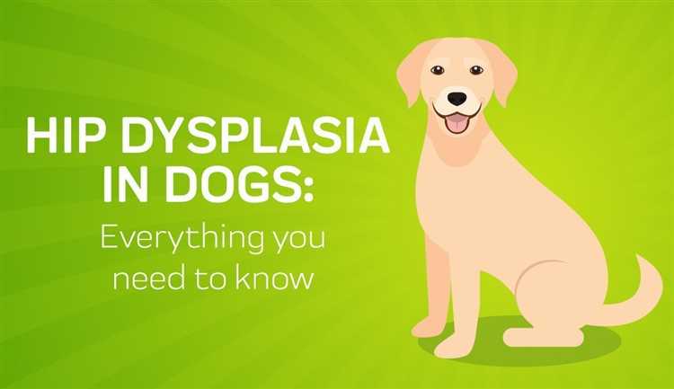 How to treat hip dysplasia in older dogs