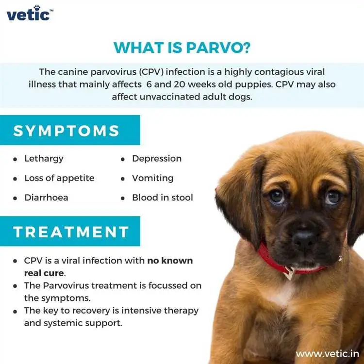 How easily can dogs get parvovirus?