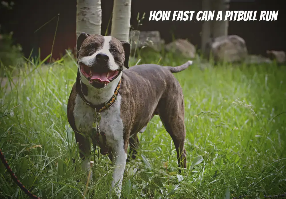 How Fast Can A Pit Bull Run A Mile