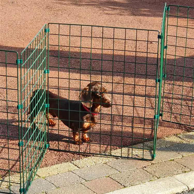 Hvorfor høyden av hundegjerdet er viktig