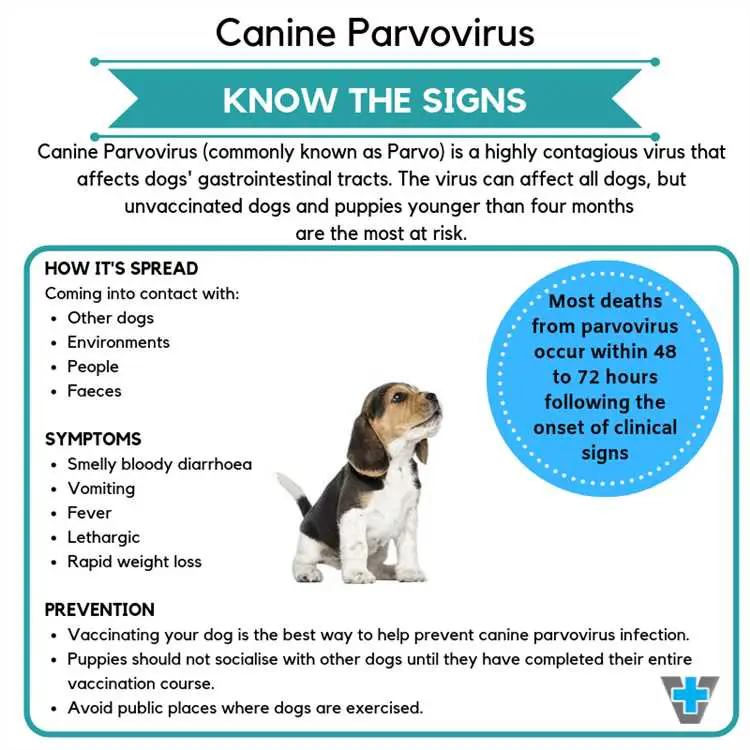 How long can a dog spread parvovirus?