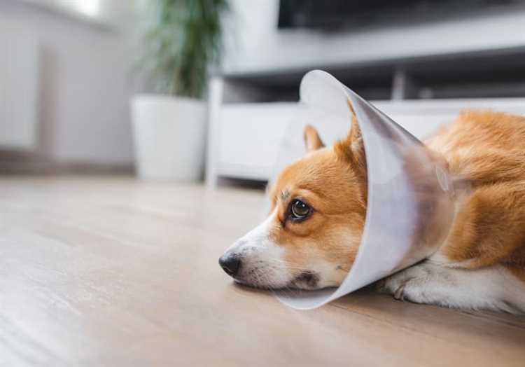 how-long-do-dogs-need-painkillers-after-castration