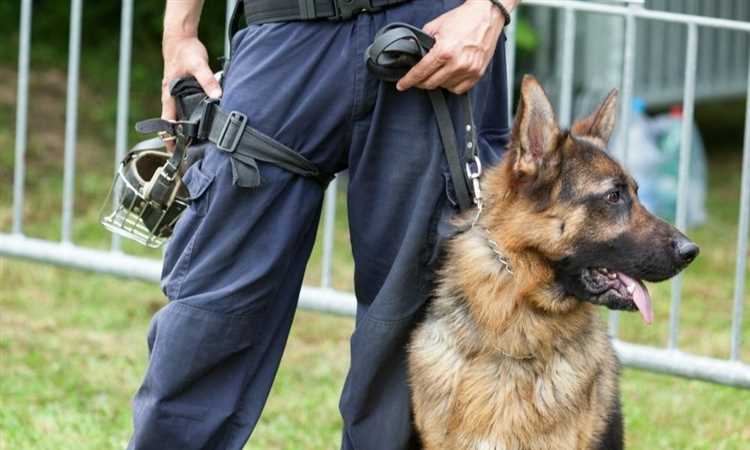 Hvor lang tid tar opplæringen til det å bli en politihundehandler?