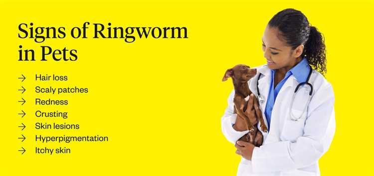 How long does ringworm last in a dog