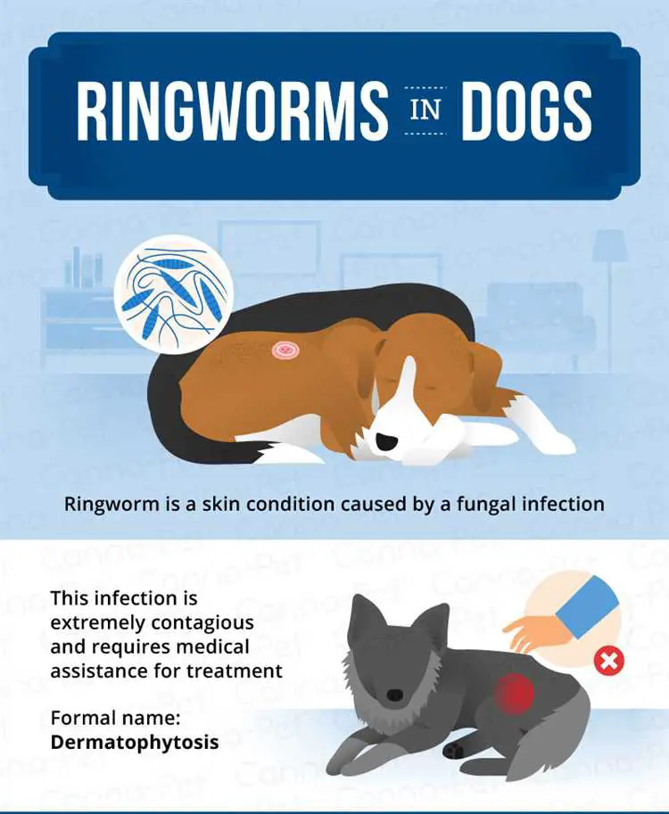 How long does ringworm last in a dog