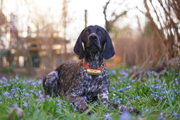 Hvordan hindre at hunden din blir borte