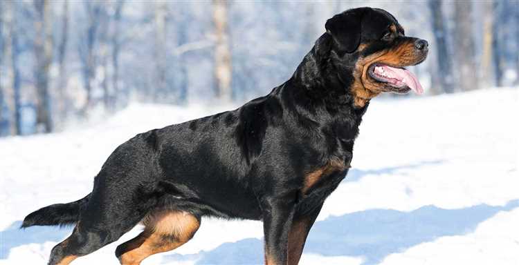 Pålitelige oppdrettere av Rottweiler