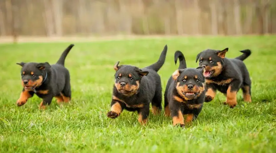 Budsjett for mat og utstyr til en Rottweiler-valp