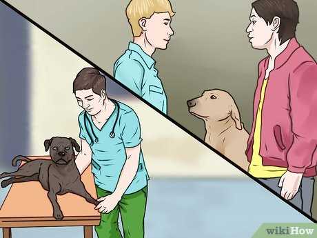 Hvordan oppdra en hund uten å straffe