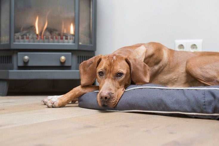 Hva du må vite om hundens poter i kulde