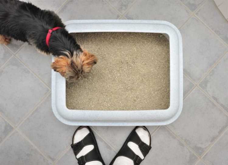 Is cat litter toxic to dogs?