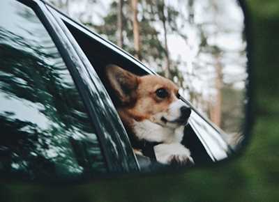 Regler om plassering av hund i bilen