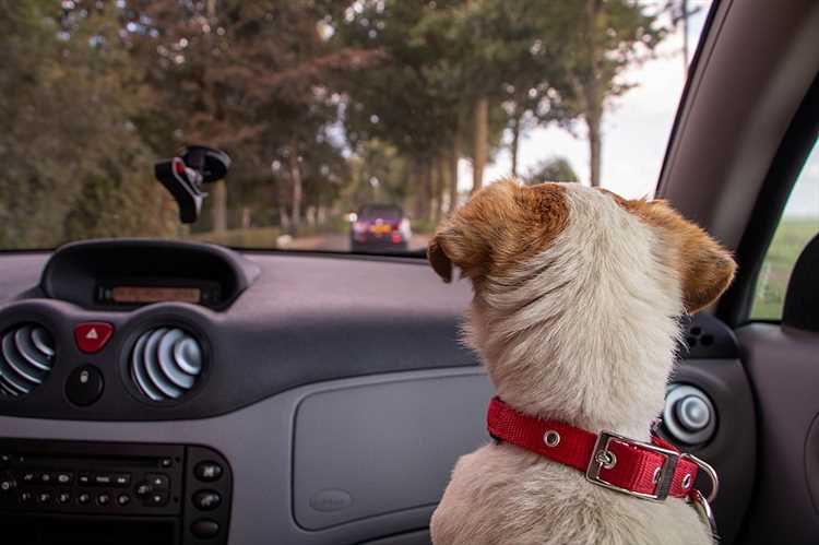 Er det forbudt å ha en hund i fronten av bilen?