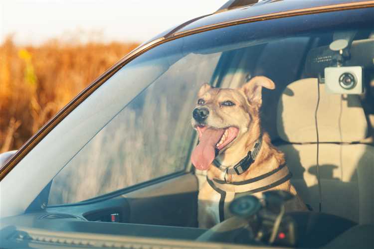Ansvar og sikkerhet rundt kjøring med hund i bilen
