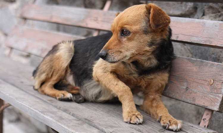 1. Hundetrening og atferdsterapi