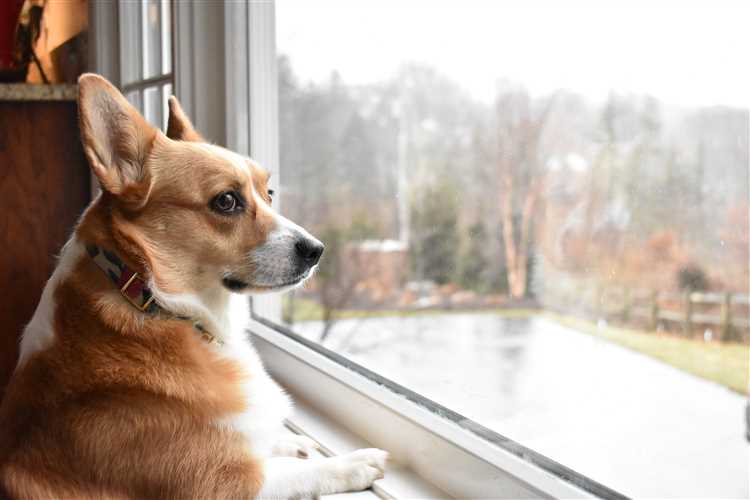 Hvordan styrke båndet til hunden min