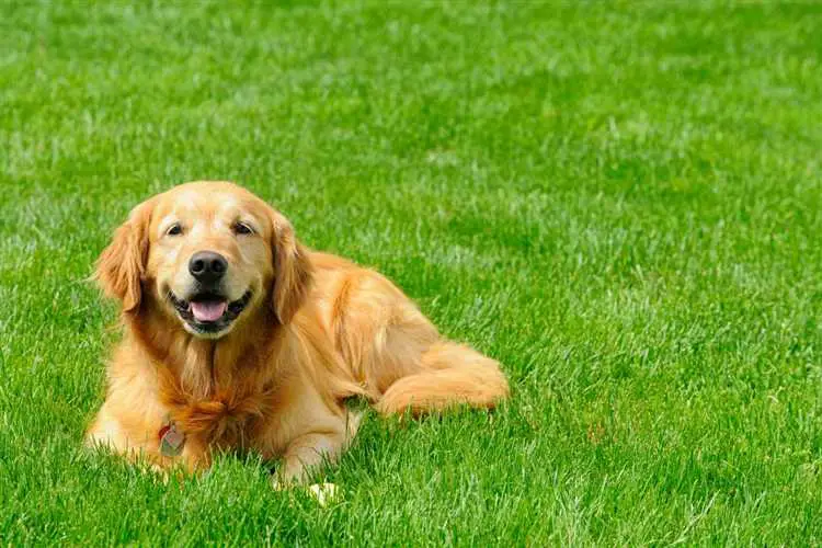 Konklusjon: Er gressfiber egnet for hunder?