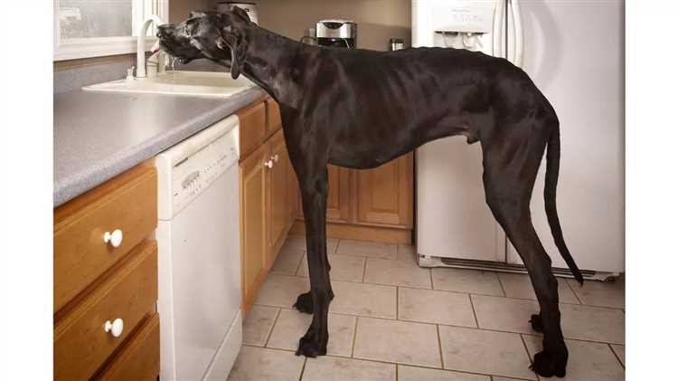 Is Zeus still the tallest dog alive?