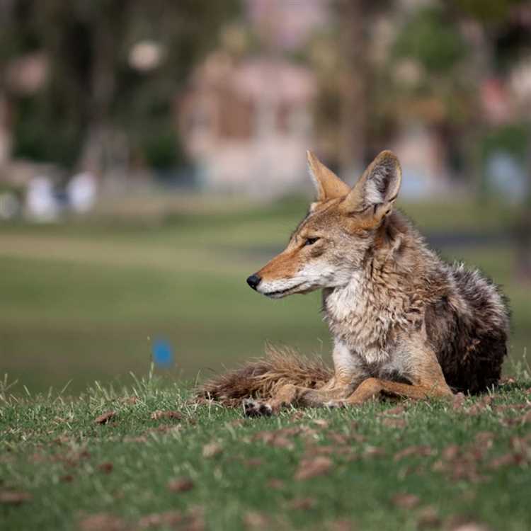 Coyotens hørsel i naturen