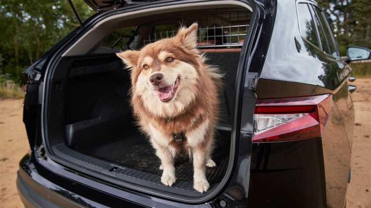 Valg av bilbur eller bilsele for transport av stor hund