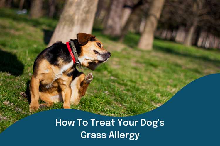 Behandlingsalternativer for hundegsler allergi