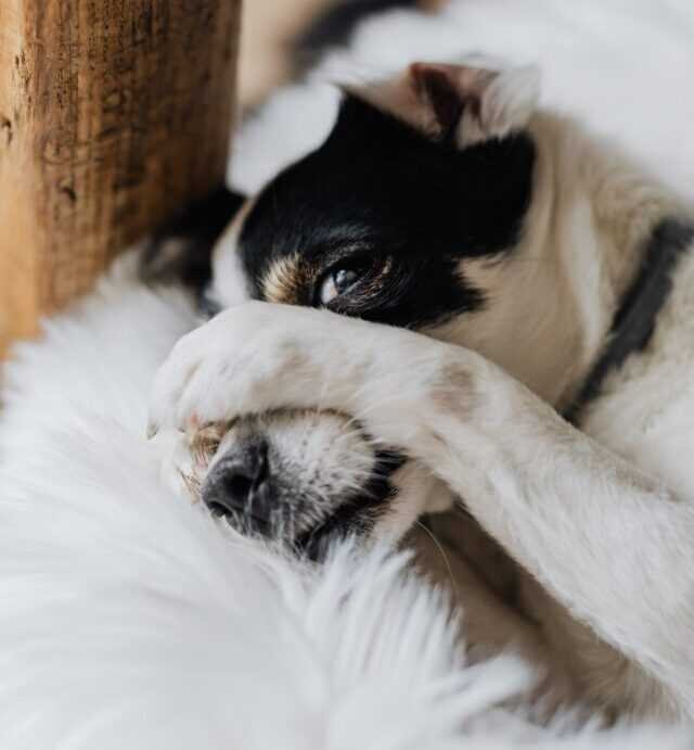 Mulige konsekvenser for hunden