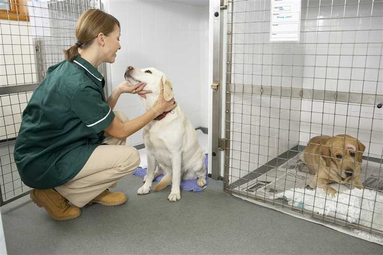 Tidlig veterinærbehandling er viktig