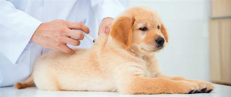Hvorfor er det viktig å vaksinere hunder mot rabies?