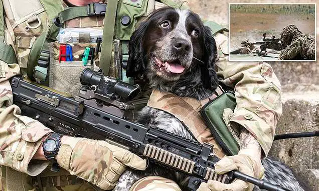 Hvordan forberede hunden før reisen med SAS