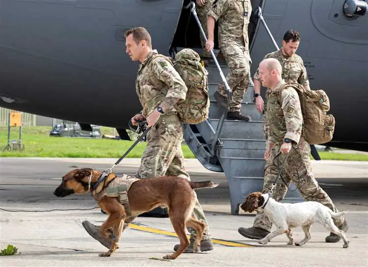 Krav til transport av hund med SAS