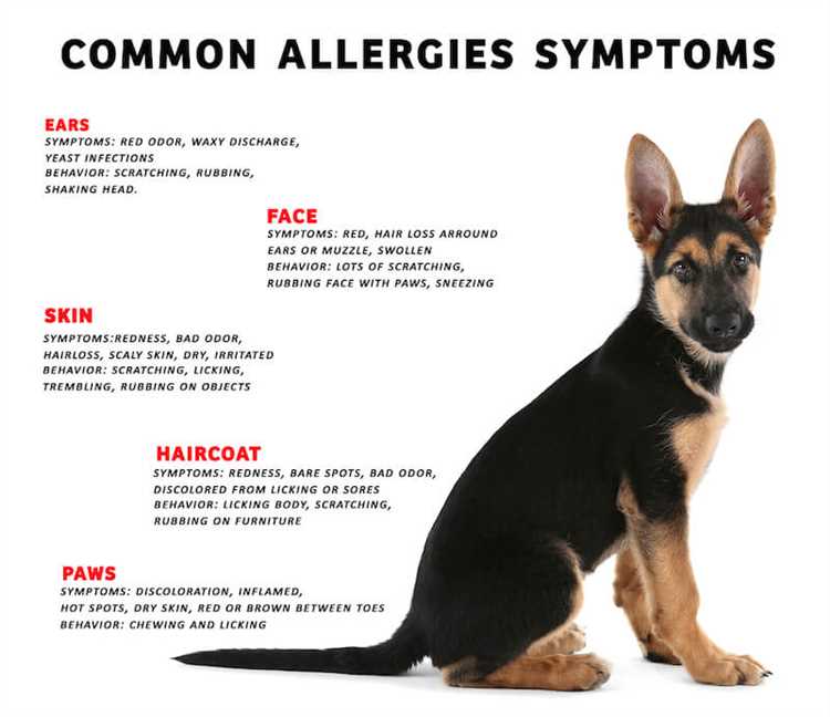 Typiske symptomer på hunde-dermatitt