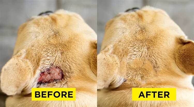 Behandlingsalternativer for hunde-dermatitt