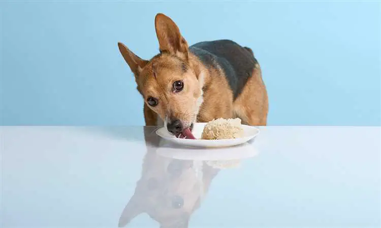 Is Chicken And Rice Good For Dogs With Upset Stomach