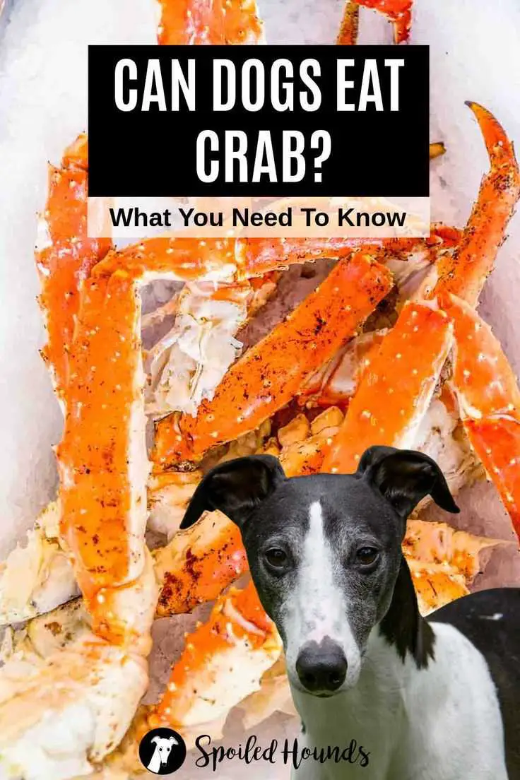 Kan krabbekjøtt forårsake fordøyelsesproblemer hos hunder?