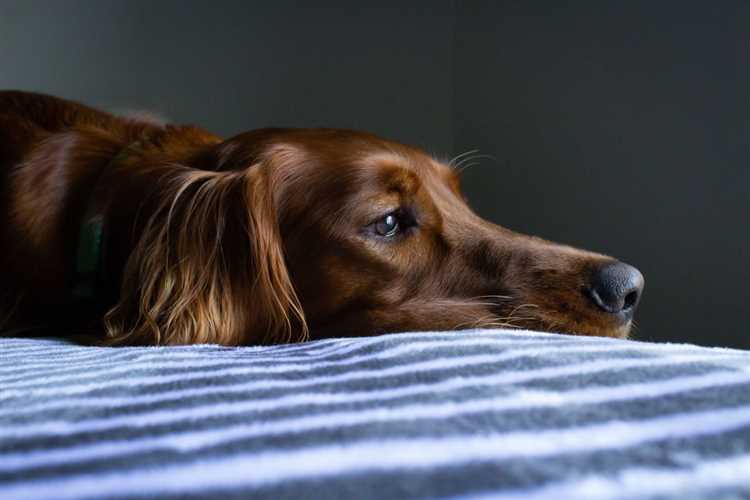 Oppmuntring og omsorg for hunden under eutanasi