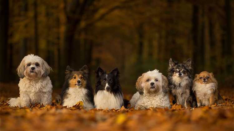 Bichon Frisé