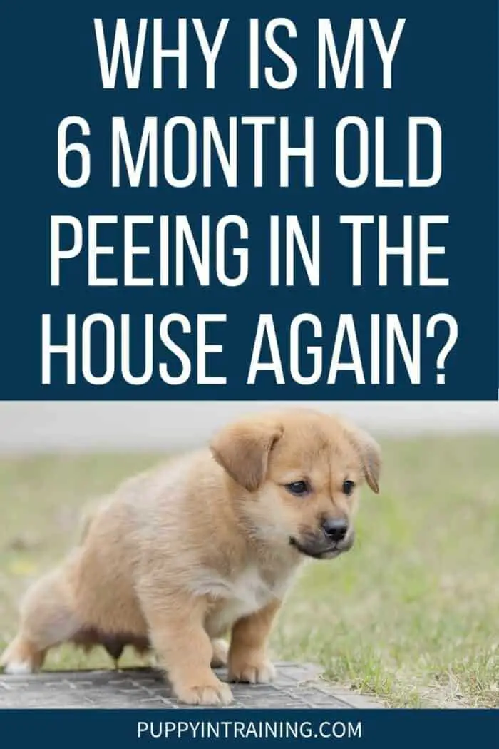 quick-answer-why-do-puppies-pee-inside-the-house