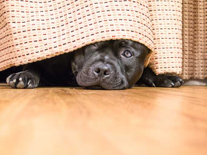 Gå ut med hunden i forkant