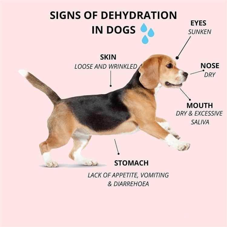 Signs of dehydration in dogs