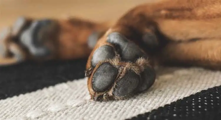 What Dog Breeds Have Webbed Feet