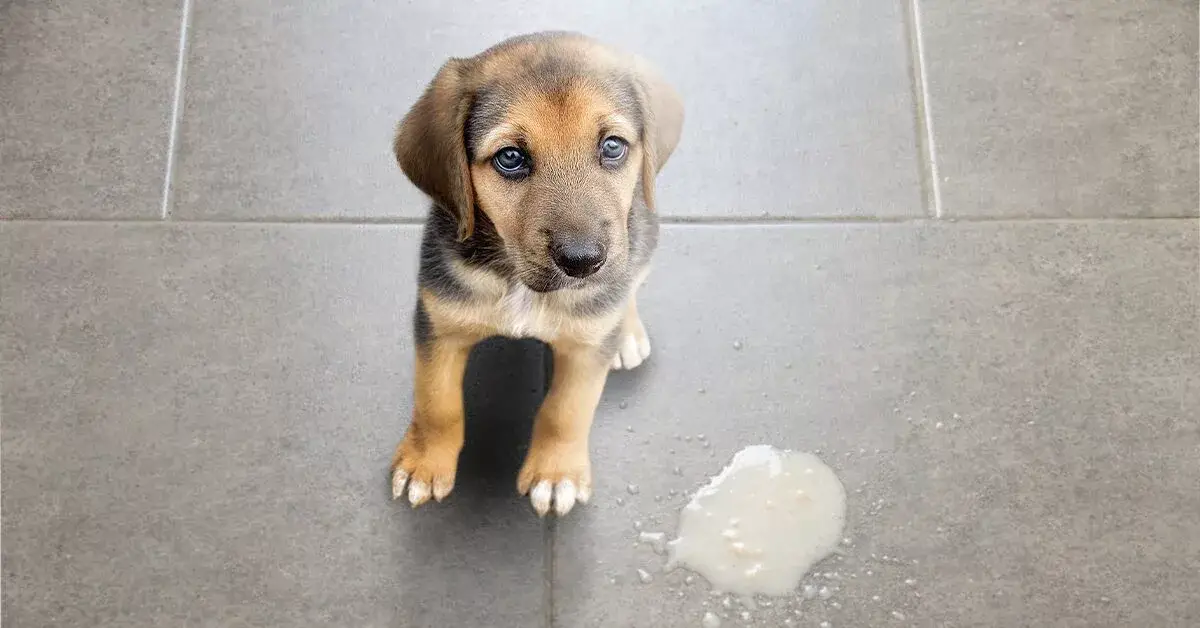 Hva kan gi hunden min for å stoppe oppkast?