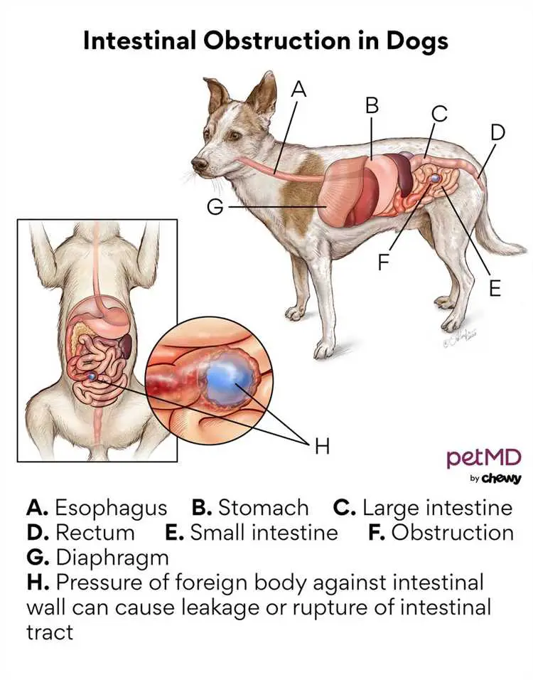 what-are-the-causes-of-gastrointestinal-problems-in-dogs