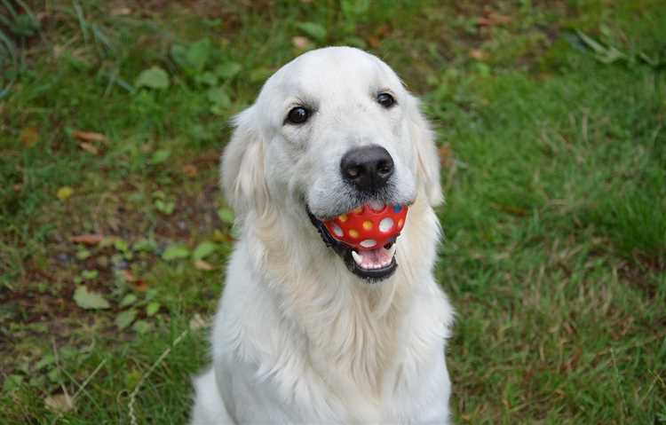 Husk at det beste tiltaket er alltid å forebygge at hunden din får tilgang til små gjenstander som kan svelges. Hold pingpongballer og andre små leker utenfor rekkevidde for hunden din, og sørg for å gi den nok tilsyn når den leker med leker. Ved å ta disse forholdsreglene kan du unngå potensielle farer og holde hunden din trygg og frisk.