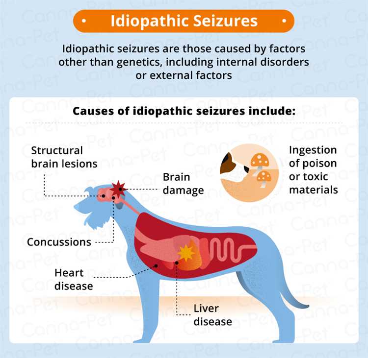 What does a focal seizure look like in dogs