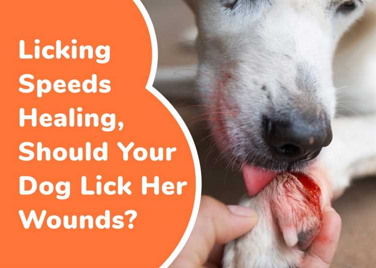 What does it mean when a dog licks your injury