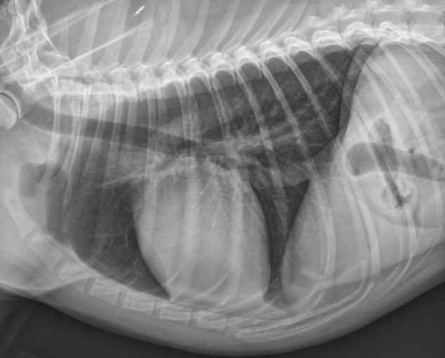 What does pneumonia look like in dogs?