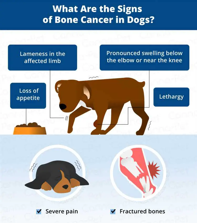 Symptomer på benkreft hos hunder